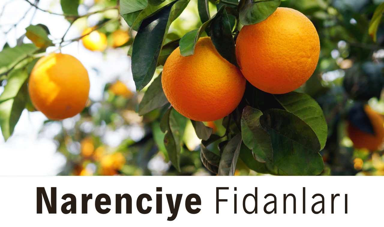narenciye fidanları