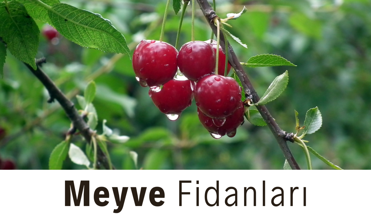 meyve fidanı