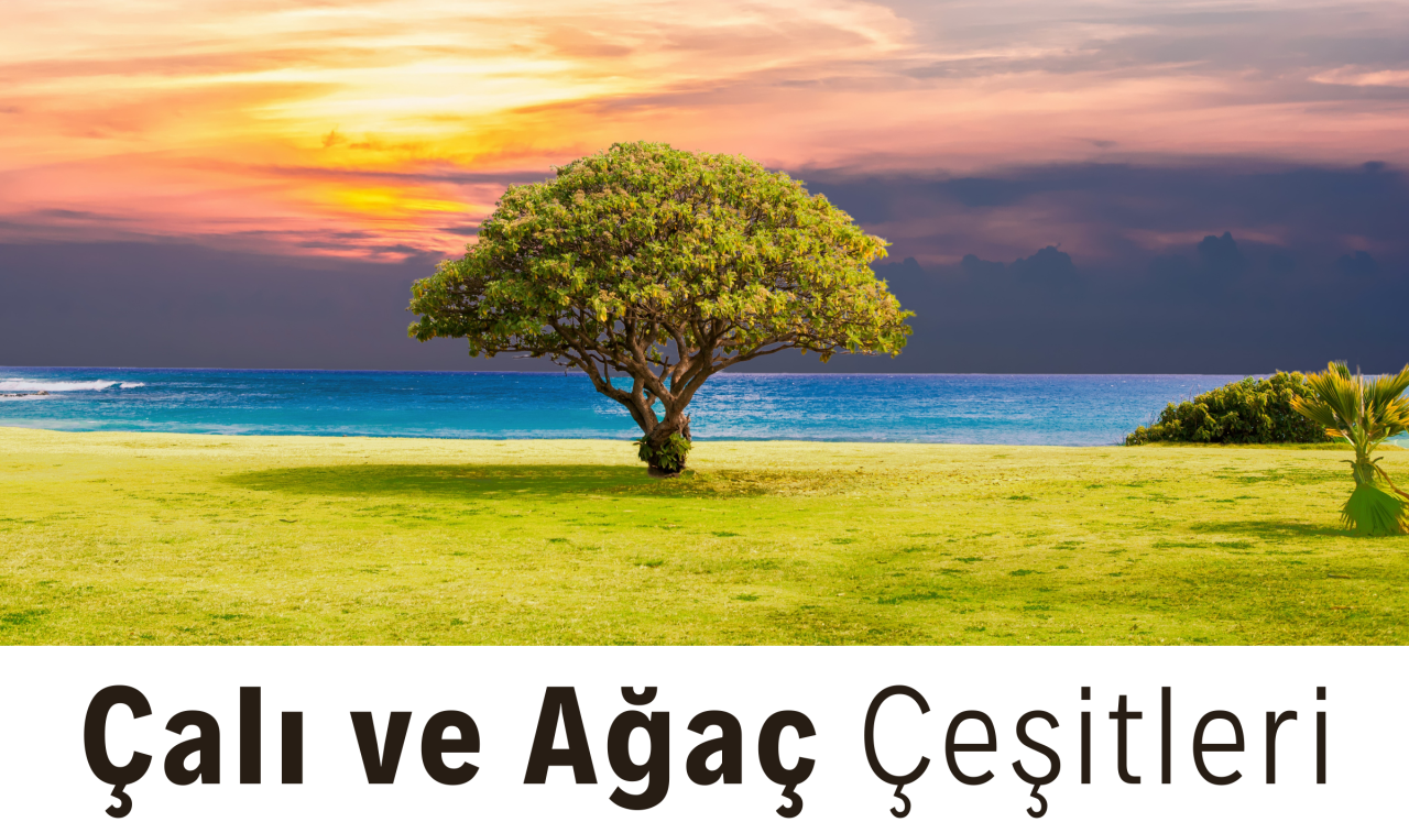 çalı ve ağaç çeşitleri