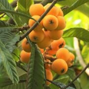 Malta Eriği (Yeni Dünya) Fidanı Tüplü  2 Yaş (80-100 cm) 500 Adet