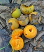 Yeşil Kış Trabzon Hurması Fidanı Tüplü Aşılı 2 Yaş (90-110cm) 500 Adet