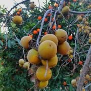 Yeşil Kış Trabzon Hurması Fidanı Tüplü Aşılı 2 Yaş (90-110cm) 500 Adet