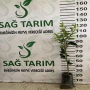Navelina Portakal Fidanı Tüplü Aşılı  Sertifikalı 2 Yaş (90-120 cm) 500 Adet