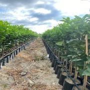 Navelina Portakal Fidanı Tüplü Aşılı  Sertifikalı 2 Yaş (90-120 cm) 500 Adet