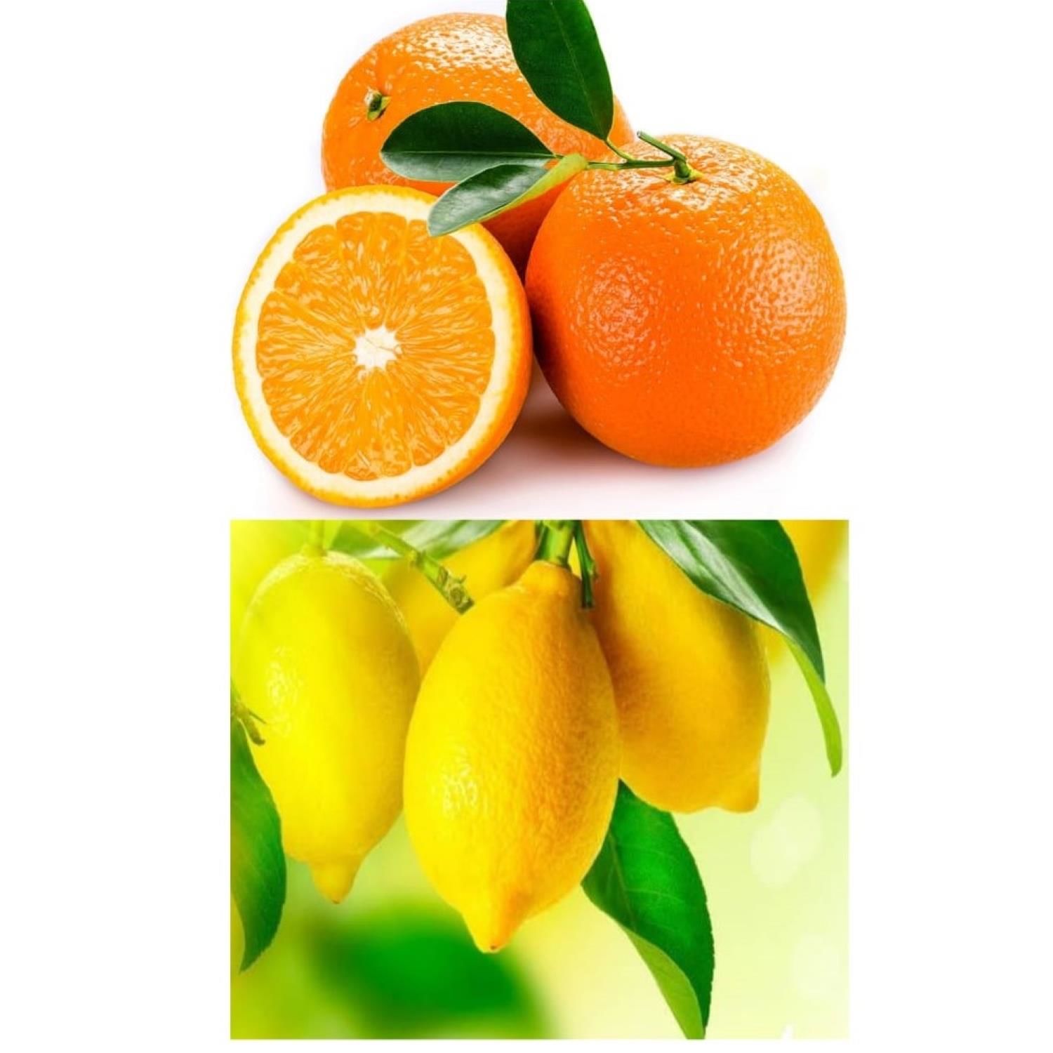 Limon Fidanı 250 Adet - Portakal  Fidanı 250 Adet İkili Fidan Paketi