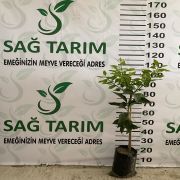 Limon Fidanı 250 Adet - Portakal  Fidanı 250 Adet İkili Fidan Paketi