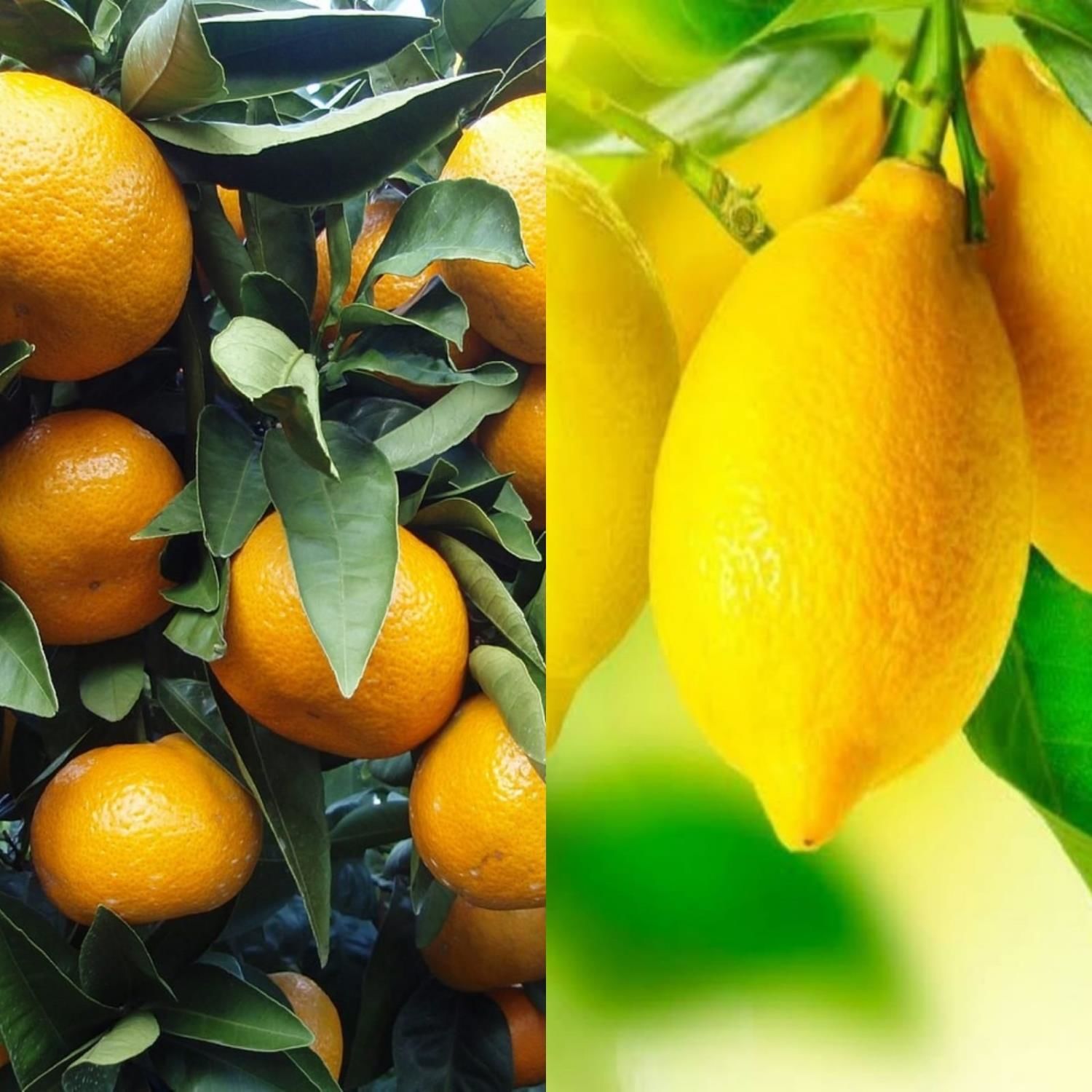 Limon Fidanı 250 Adet - Mandalina Fidanı 250 Adet İkili Fidan Paketi