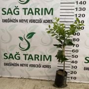 Limon Fidanı 250 Adet - Mandalina Fidanı 250 Adet İkili Fidan Paketi