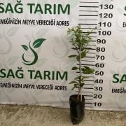 Limon Fidanı 250 Adet - Mandalina Fidanı 250 Adet İkili Fidan Paketi