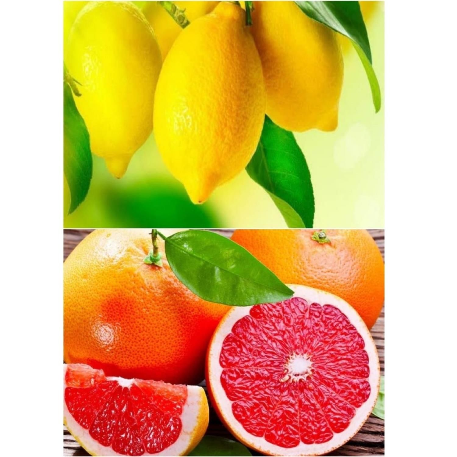 Limon Fidanı 250 Adet - Greyfurt Fidanı 250 Adet  İkili Fidan Paketi