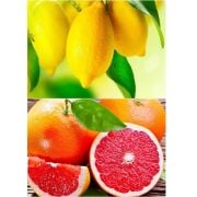 Limon Fidanı 250 Adet - Greyfurt Fidanı 250 Adet  İkili Fidan Paketi