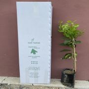 Limon Fidanı 250 Adet - Greyfurt Fidanı 250 Adet  İkili Fidan Paketi