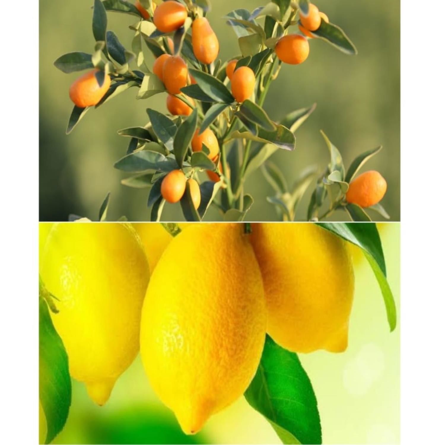 Limon Fidanı 250 Adet - Kamkat ( Kamquat )Fidanı 250 Adet İkili Fidan Paketi