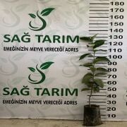 Rojo Brillante Trabzon Hurması Fidanı Tüplü Aşılı 2 Yaş (90-110cm) 500 Adet