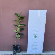 Rojo Brillante Trabzon Hurması Fidanı Tüplü Aşılı 2 Yaş (90-110cm) 500 Adet