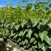 Rojo Brillante Trabzon Hurması Fidanı Tüplü Aşılı 2 Yaş (90-110cm) 500 Adet