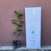 Kakaolu Trabzon Hurması Sertifikalı  Fidanı Tüplü Aşılı 2 Yaş (90-110cm) 500 Adet