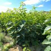 Kakaolu Trabzon Hurması Sertifikalı  Fidanı Tüplü Aşılı 2 Yaş (90-110cm) 500 Adet