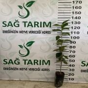 Hachia Trabzon Hurması  Sertifikalı Fidanı Tüplü Aşılı 2 Yaş (90-110cm) 500 Adet