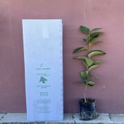 Hachia Trabzon Hurması  Sertifikalı Fidanı Tüplü Aşılı 2 Yaş (90-110cm) 500 Adet