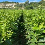 Hachia Trabzon Hurması  Sertifikalı Fidanı Tüplü Aşılı 2 Yaş (90-110cm) 500 Adet