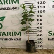 Zagara Bianca Limon Fidanı Sertifikalı Tüplü Aşılı 2 Yaş (90-130 cm) 500 Adet