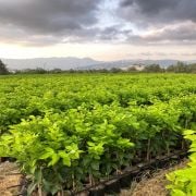 Zagara Bianca Limon Fidanı Sertifikalı Tüplü Aşılı 2 Yaş (90-130 cm) 500 Adet