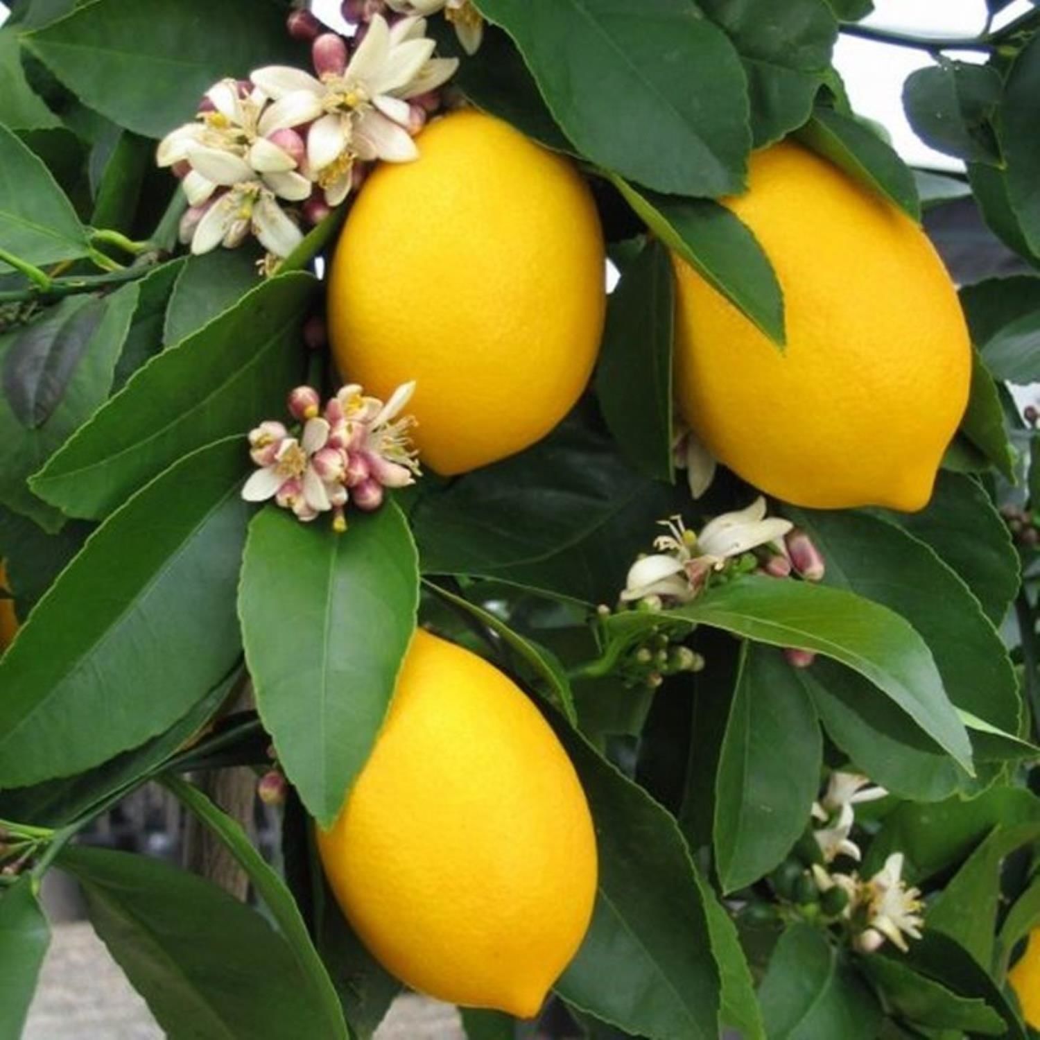 Mayer Limon Fidanı sertifikalı Tüplü Aşılı 2 Yaş (90-120 cm) 500 Adet