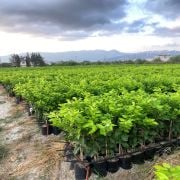 Mayer Limon Fidanı sertifikalı Tüplü Aşılı 2 Yaş (90-120 cm) 500 Adet