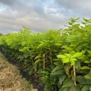 Kütdiken Limon Fidanı  Sertifikalı Tüplü Aşılı 2 Yaş (90-120 cm) 500 Adet