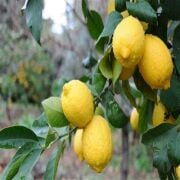 Kütdiken Limon Fidanı  Sertifikalı Tüplü Aşılı 2 Yaş (90-120 cm) 500 Adet
