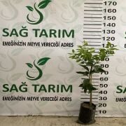 Kütdiken Limon Fidanı  Sertifikalı Tüplü Aşılı 2 Yaş (90-120 cm) 500 Adet