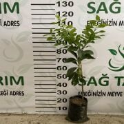 Yediveren Limon Fidanı Sertifikalı Tüplü Aşılı 2 Yaş (90-130 cm) 500 Adet