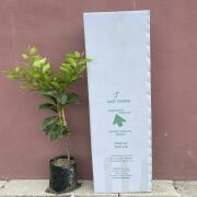 Yediveren Limon Fidanı Sertifikalı Tüplü Aşılı 2 Yaş (90-130 cm) 500 Adet