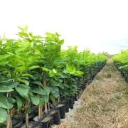 Yediveren Limon Fidanı Sertifikalı Tüplü Aşılı 2 Yaş (90-130 cm) 500 Adet