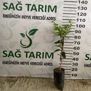 Soğuklara Dayanıklı Mayer Limon Fidanı Sertifikalı Tüplü Aşılı 2 Yaş (90-120 cm) 500 Adet