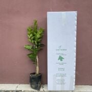 Valencia (Mayıs) Portakal Fidanı Sertifikalı Tüplü Aşılı 2 Yaş (90-120 cm) 500 Adet