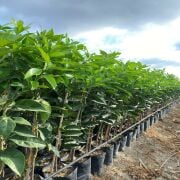 Valencia (Mayıs) Portakal Fidanı Sertifikalı Tüplü Aşılı 2 Yaş (90-120 cm) 500 Adet