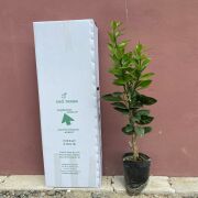 Cara Cara Portakal Fidanı Sertifikalı Tüplü Aşılı 2 Yaş (90-120cm)  500 Adet