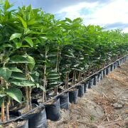 Cara Cara Portakal Fidanı Sertifikalı Tüplü Aşılı 2 Yaş (90-120cm)  500 Adet