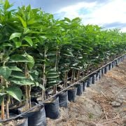 Washington Portakal Fidanı Sertifikalı  Tüplü Aşılı 2 Yaş (90-120 cm) 500 Adet