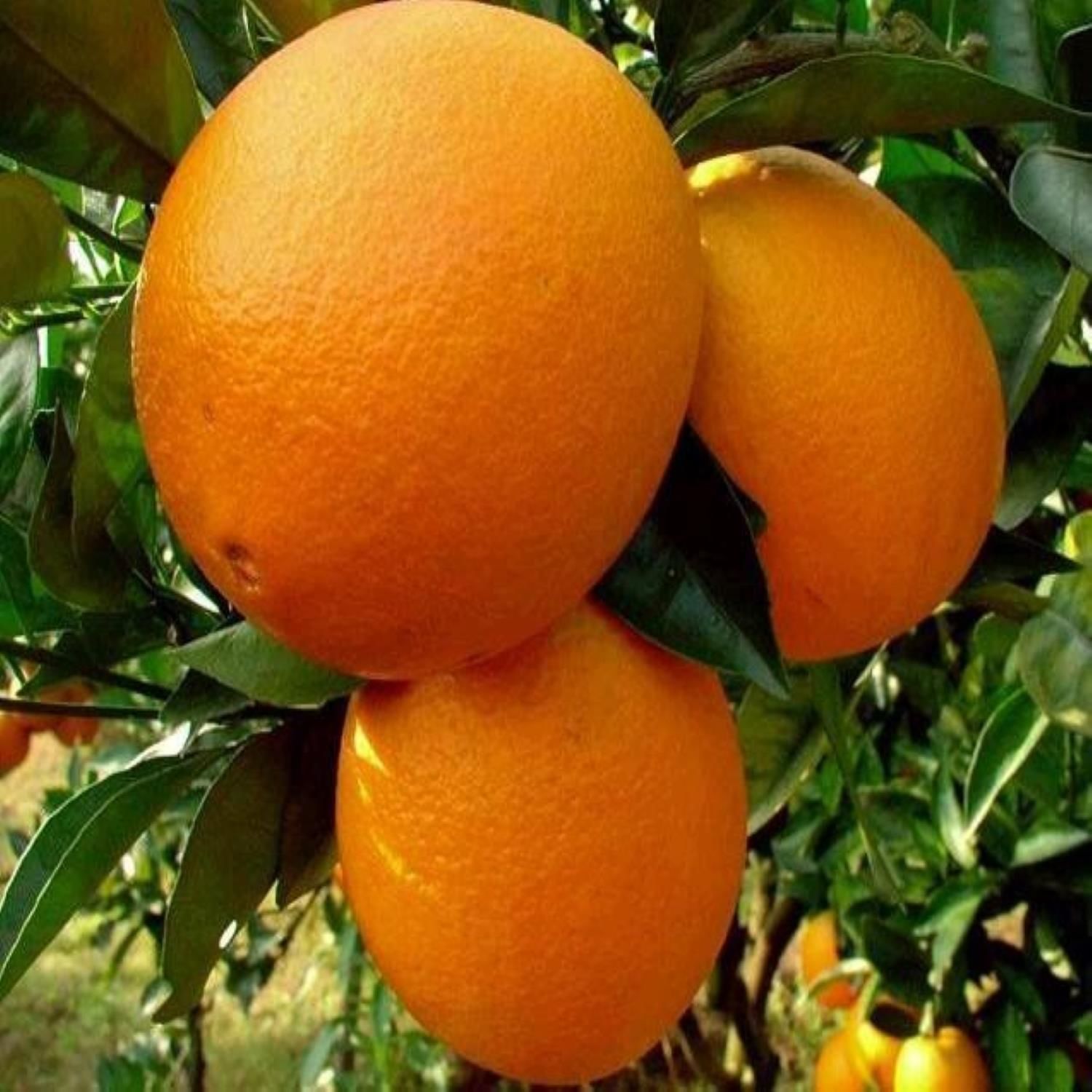 Washington Portakal Fidanı Sertifikalı  Tüplü Aşılı 2 Yaş (90-120 cm) 500 Adet