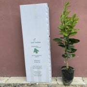 Fukumoto Portakal Fidanı Sertifikalı Tüplü Aşılı 2 Yaş (90-120cm)  500 Adet