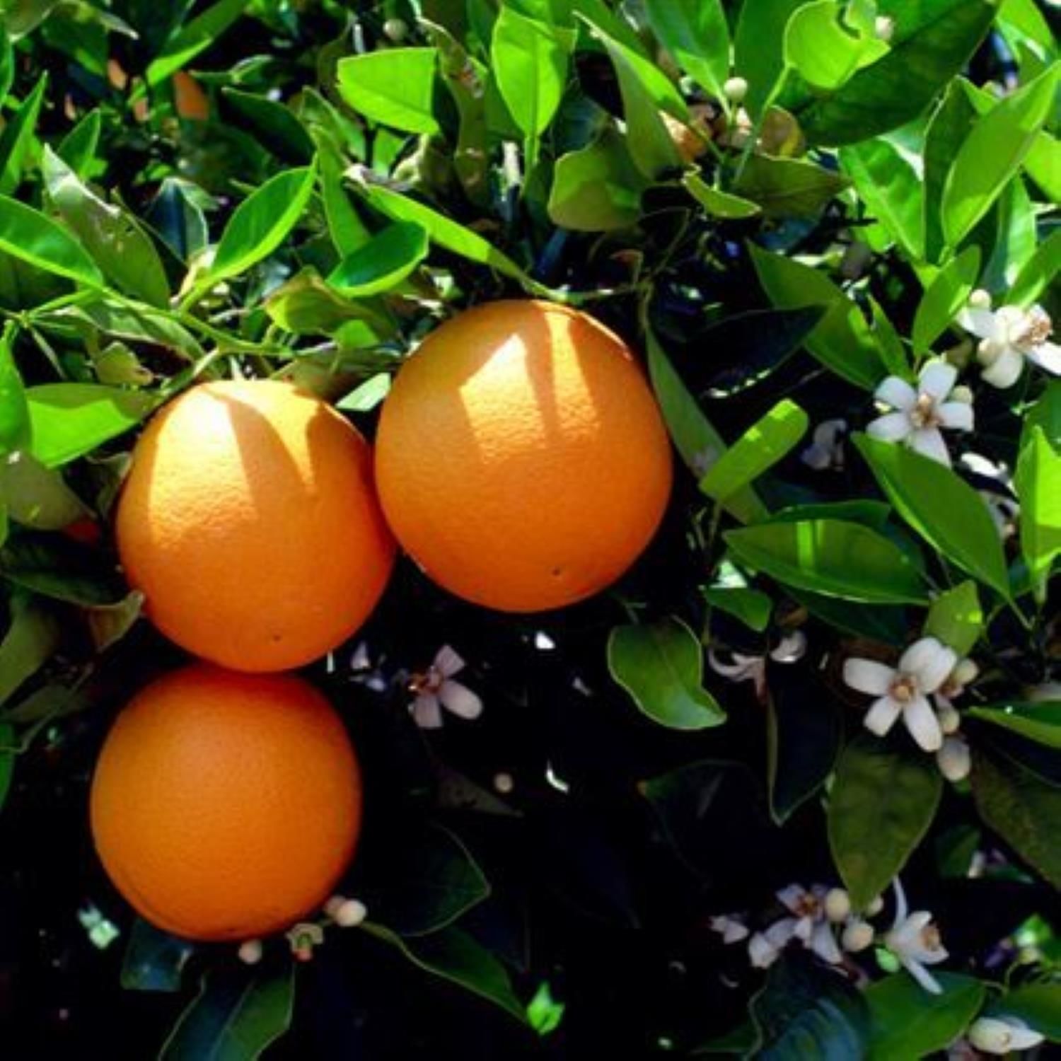 Rize Portakal Fidanı Tüplü  SertifikalıAşılı 2 Yaş (90-120 cm) 500 Adet