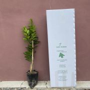 Rize Portakal Fidanı Tüplü  SertifikalıAşılı 2 Yaş (90-120 cm) 500 Adet