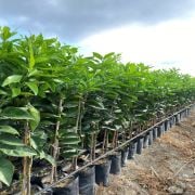 Rize Portakal Fidanı Tüplü  SertifikalıAşılı 2 Yaş (90-120 cm) 500 Adet