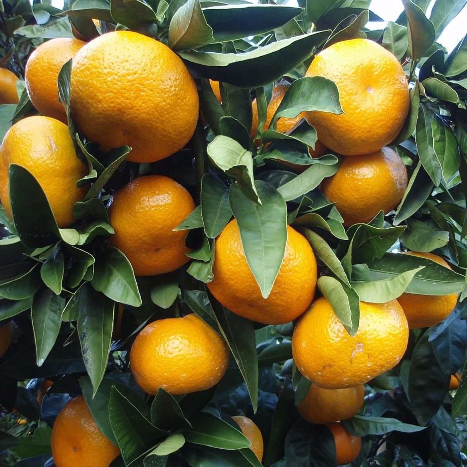 Satsuma (Owari) Mandalina Fidanı Sertifikalı  Tüplü Aşılı 2 Yaş (90-120 cm) 500 Adet
