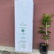 Satsuma (Owari) Mandalina Fidanı Sertifikalı  Tüplü Aşılı 2 Yaş (90-120 cm) 500 Adet