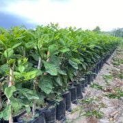 Satsuma (Owari) Mandalina Fidanı Sertifikalı  Tüplü Aşılı 2 Yaş (90-120 cm) 500 Adet