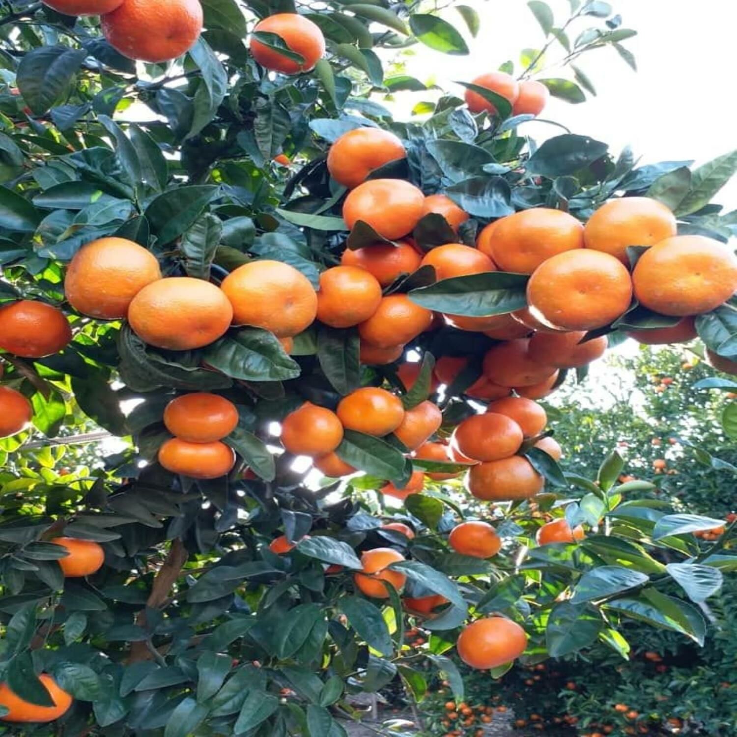 W. Murcott Mandalina Fidanı Sertifikalı Tüplü Aşılı 2 Yaş (90-120 cm) 500 Adet